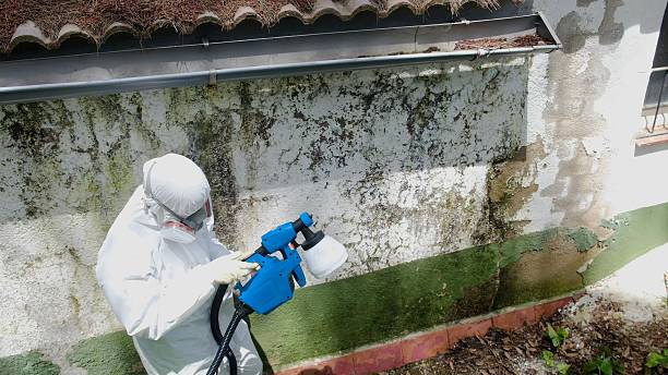 Top rated local Mold Remediation specialists in Davidsville, PA